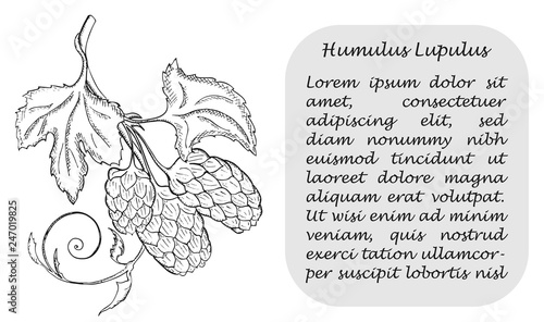 Banner with Black Branch of Hop and Place for Text