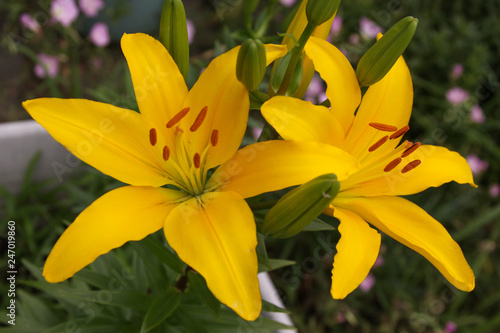 asiatic lily yellow pair