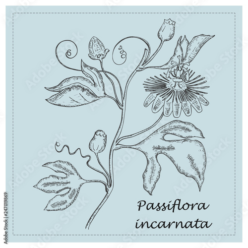 Hand Drawn Sketch of a Maypop Flower