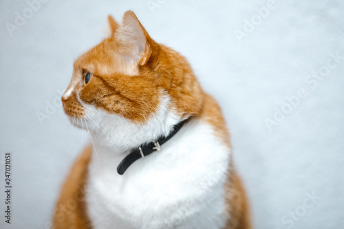 Portrait of cute fluffy red white cat