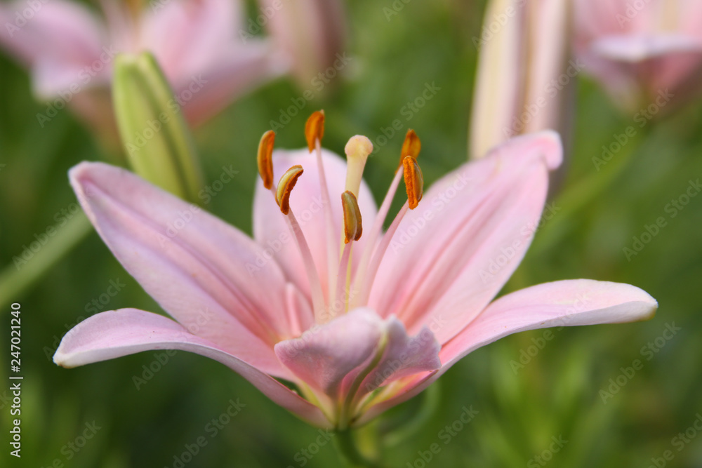 asiatic lily upturn pink