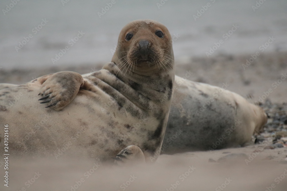 Fototapeta premium Robben Helgoland Nordsee