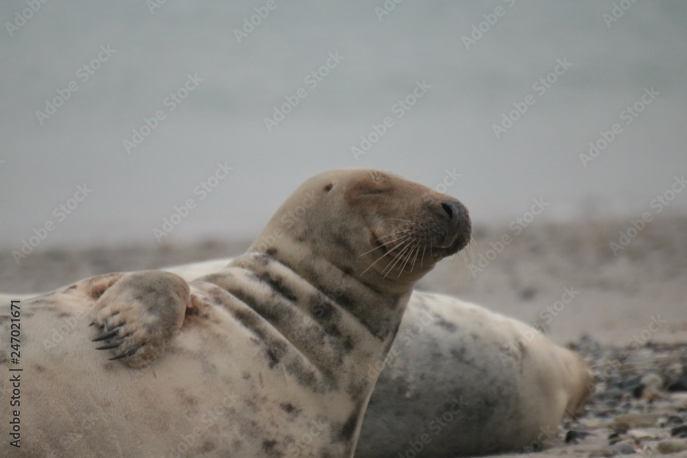 Obraz premium Robben Helgoland Nordsee