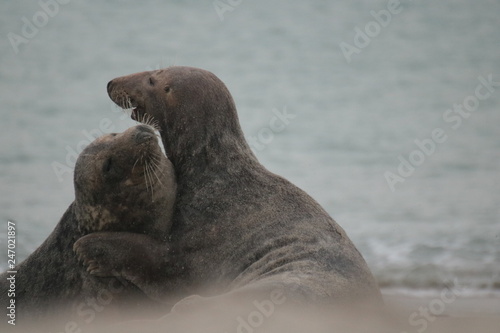 Robben Helgoland Nordsee