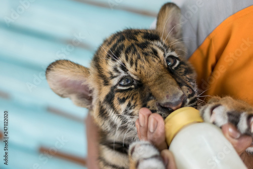 Photography Man feeding baby tiger.