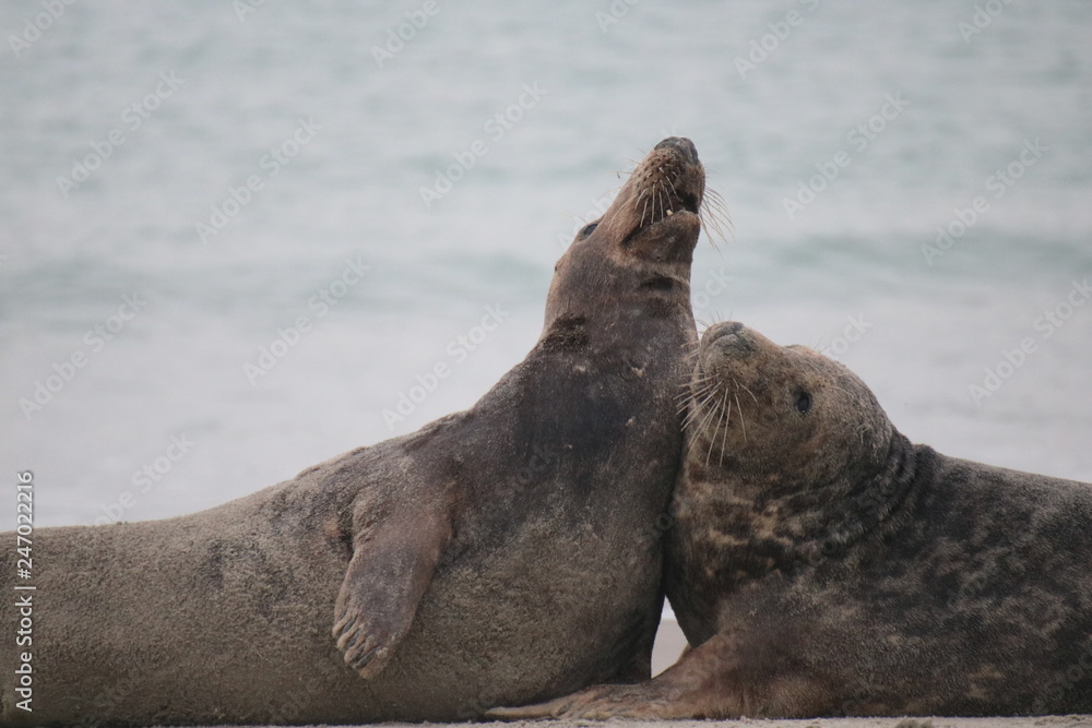 Fototapeta premium Robben Helgoland Nordsee
