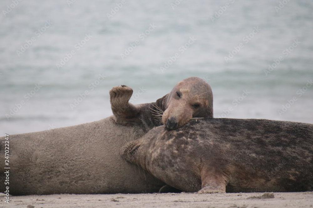Fototapeta premium Robben Helgoland Nordsee