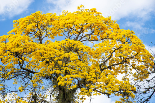yellow ipe tree in spring
