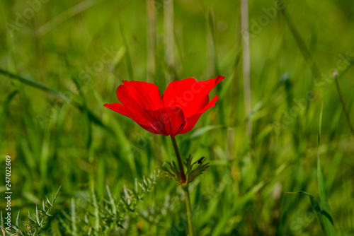 Red anemone on green grass. Red flower in the meadow.