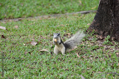 squirrel in the garden 4