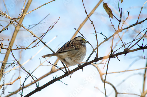 White Throated Sparrow © Neil