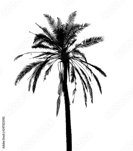 silhouette of coconut tree isolated on white background © pongpisit
