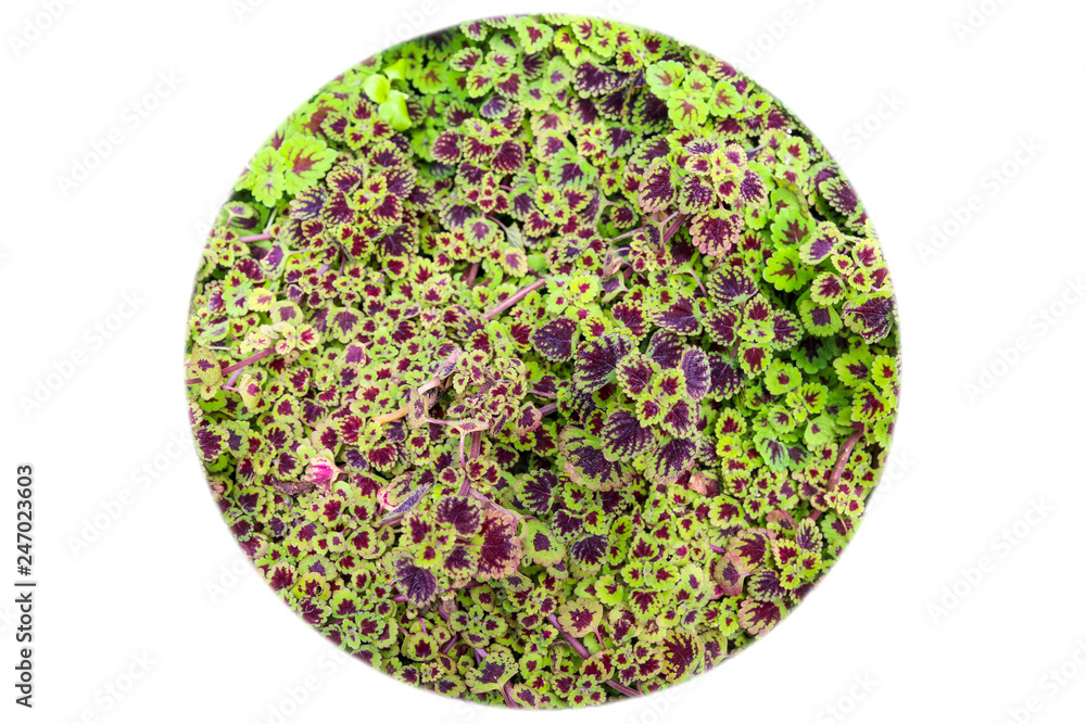 Top view of Green leaves circle on white background Top view of Green leaves circle on white background
