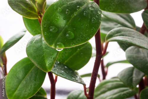 Green leaves of a flower with droplets of water and dew in macro