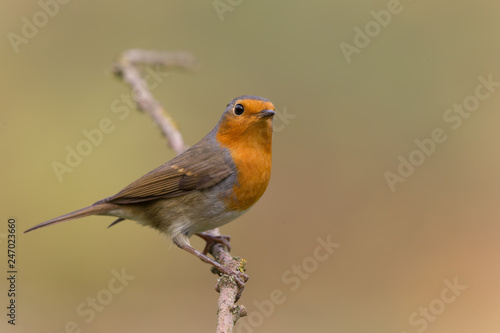 robin on a branch © Simone
