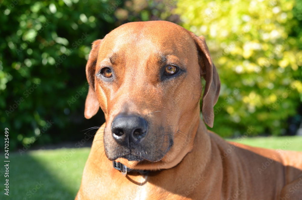 Hund Hund