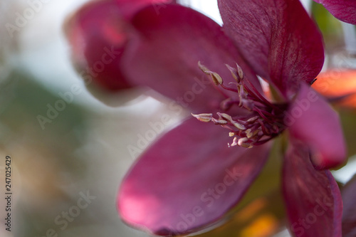 beautiful delicate burgundy apple flower blooming in the spring sunny garden