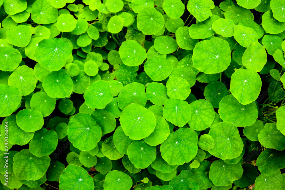Green leaves background Green leaves background