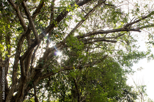 Arboles en el parque la llovizna Guayana Venezuela