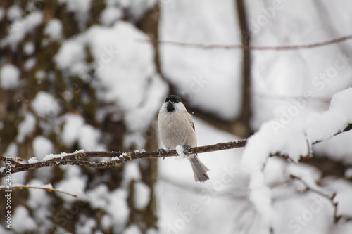 A little bird chickadee sitting on a branch