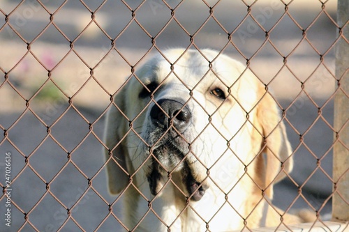 A golden retriever dog behind a fence
