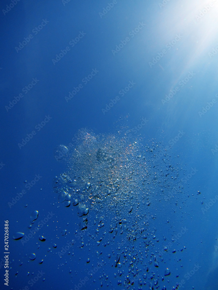 Fototapeta premium Underwater scene with marine life