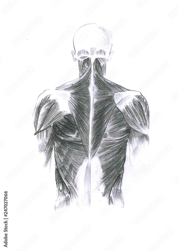 Tis is realistic sketch of the human body from the back. There are sketching detail of the muscles.