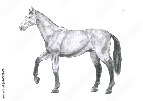 Thi is realistic sketch anatomy of the horse. It's a sketch striding horse-drawn pencil.