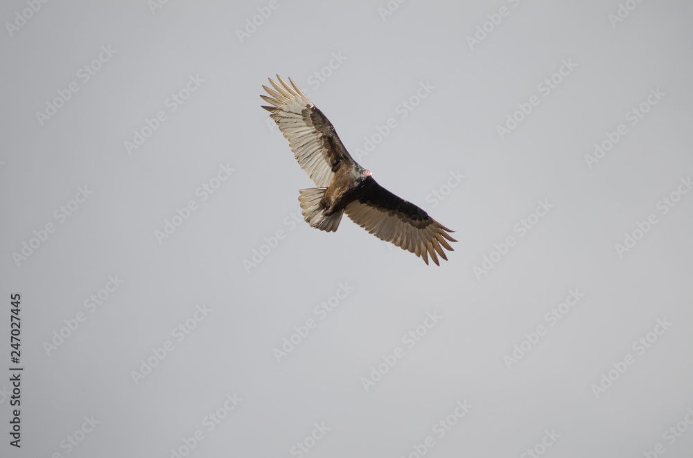 Fototapeta premium Turkey Vulture in Flight