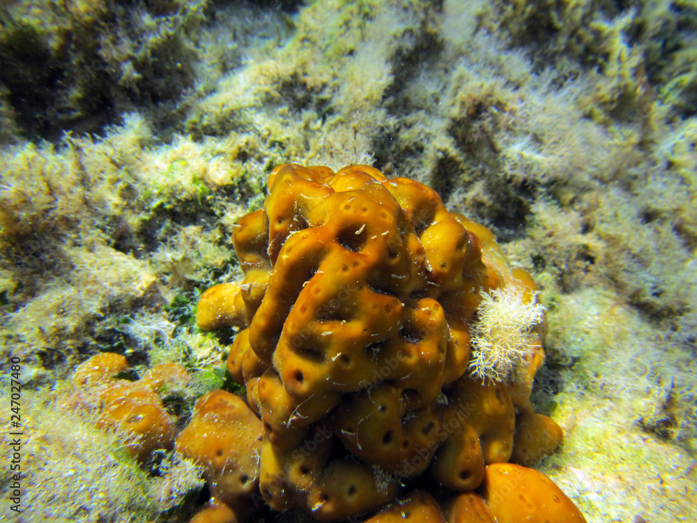 Fototapeta premium Underwater scene with marine life