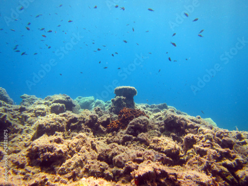 Underwater scene with marine life