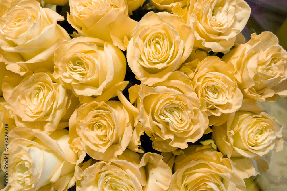 White and pink roses flower bouquet White and pink roses flower bouquet