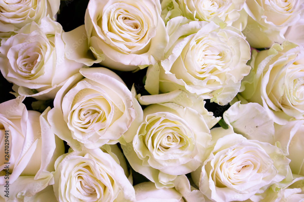 White and pink roses flower bouquet White and pink roses flower bouquet