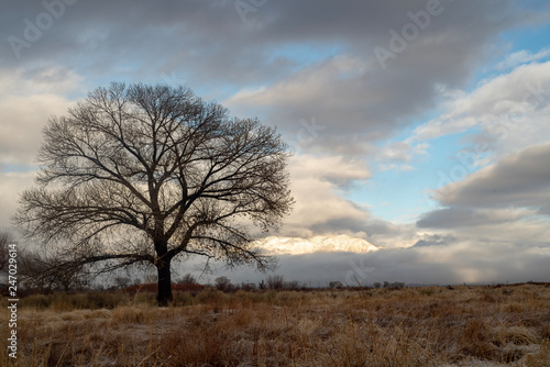 bare tree winter landscape brown grass desert valley clouds over mountain range