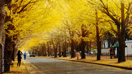 Hokkaido University, Japan - 11 Nov, 2014 : famous tree in Japanese autumn is the ginkgo and there is a ginkgo avenue in Hokkaido University