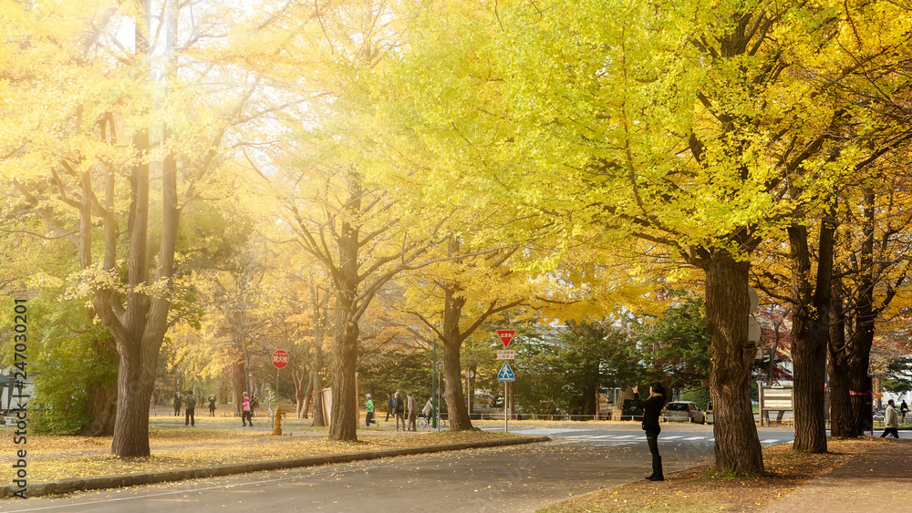 Hokkaido University, Japan - 11 Nov, 2014 :  famous tree in Japanese autumn is the ginkgo and there is a ginkgo avenue in Hokkaido University