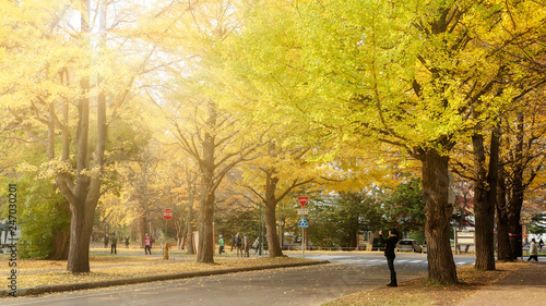 Hokkaido University, Japan - 11 Nov, 2014 :  famous tree in Japanese autumn is the ginkgo and there is a ginkgo avenue in Hokkaido University