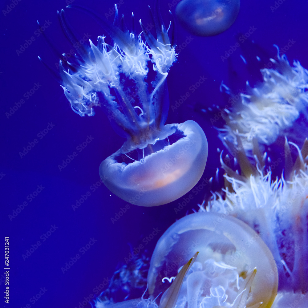 Obraz premium Jellyfish in deep blue background