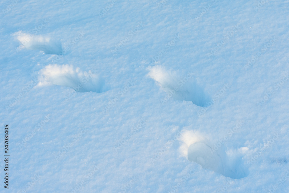 the receding footprints in the snow