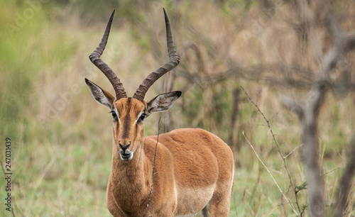 Portrait of an Impala Antil...