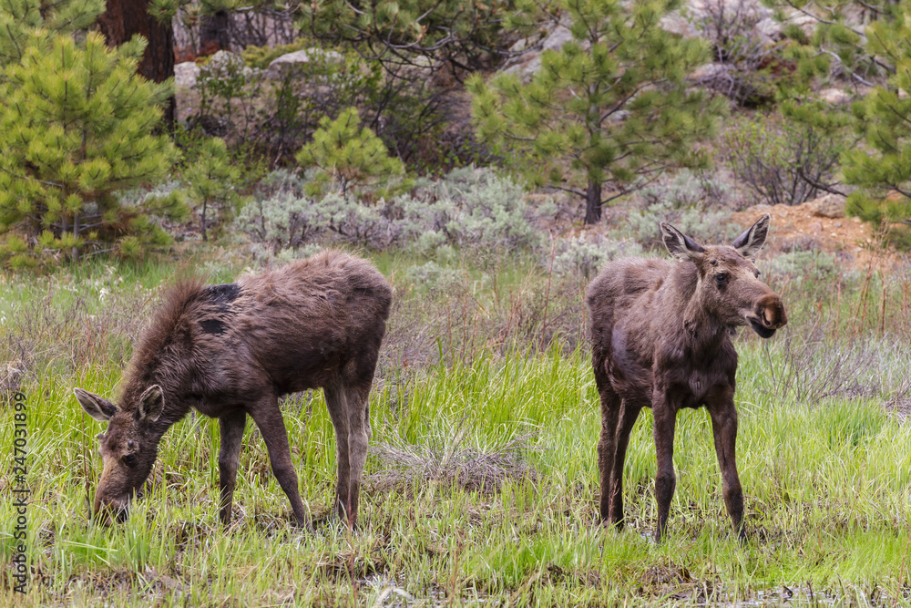 Shiras Moose in the Rocky Mountains of Colorado Shiras Moose in the Rocky Mountains of Colorado