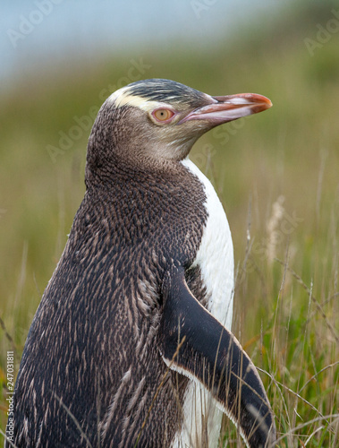 Yellow eyed penguin, a rare...
