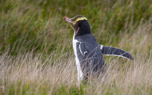 Yellow eyed penguin, a rare...