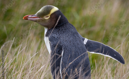 Yellow eyed penguin, a rare...