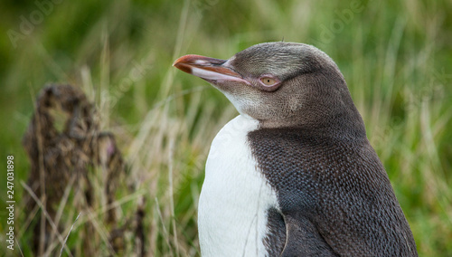 Yellow eyed penguin, a rare...