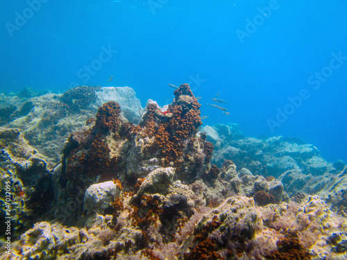 underwater landscape 