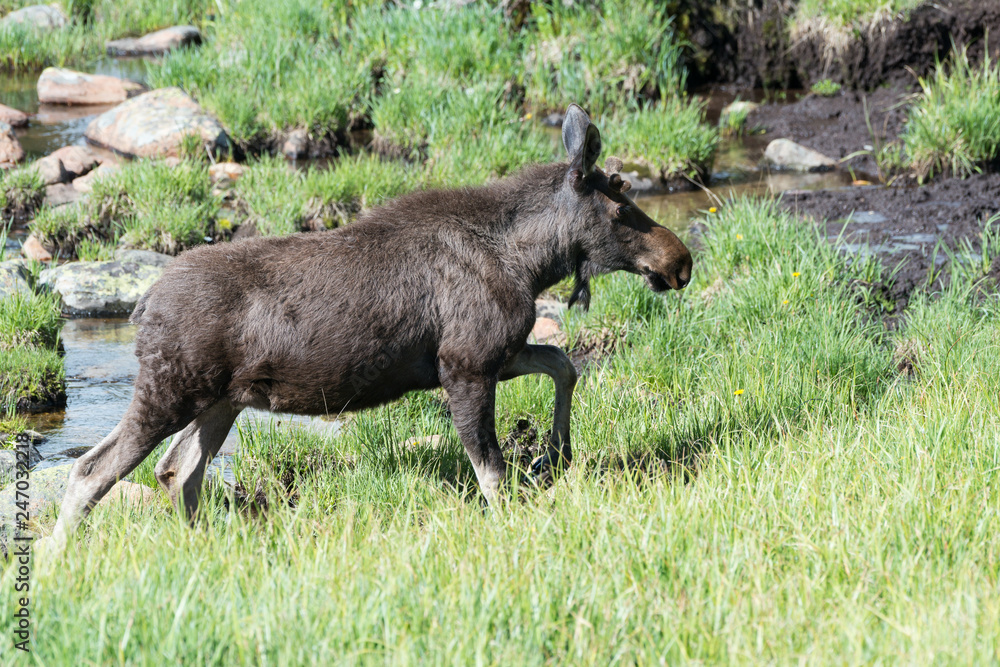 Shiras Moose in the Rocky Mountains of Colorado Shiras Moose in the Rocky Mountains of Colorado