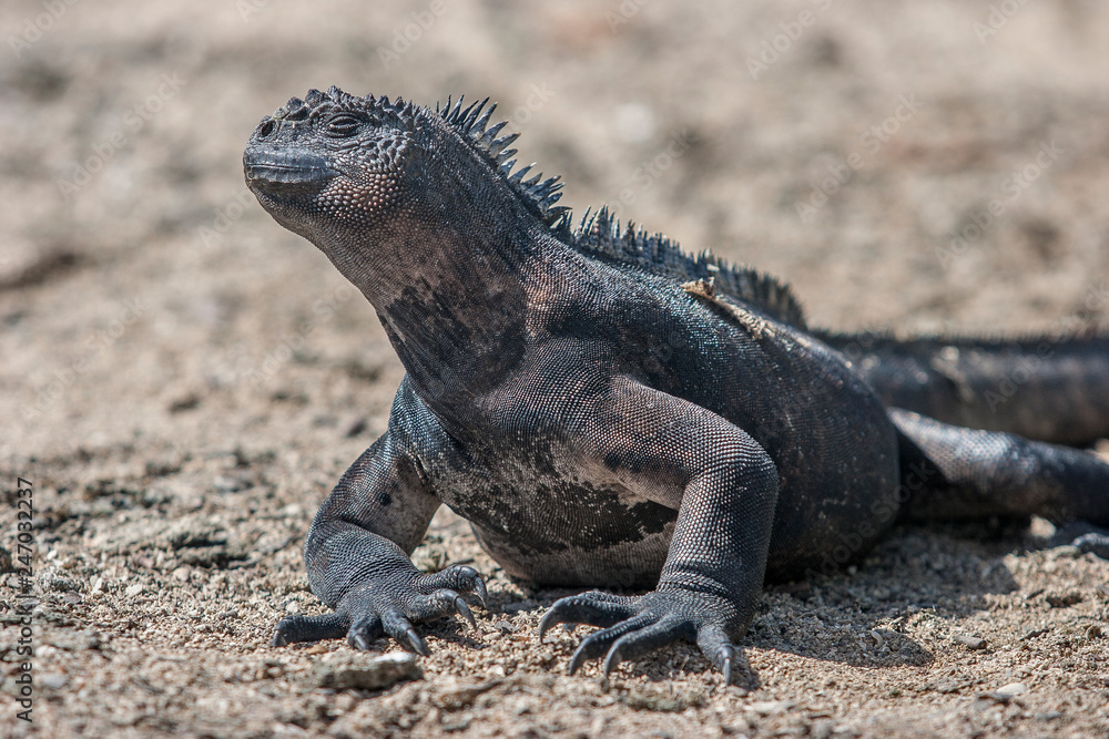 iguana, endemic reptile on the Galapagos Islands, Ecuador , pacific iguana, endemic reptile on the Galapagos Islands, Ecuador , pacific
