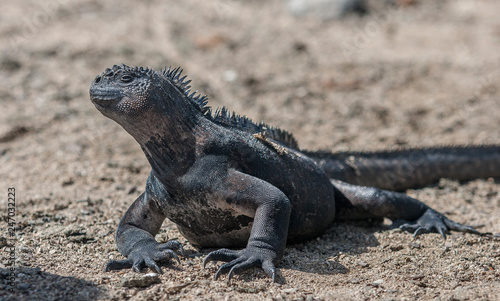 iguana, endemic reptile on the Galapagos Islands, Ecuador , pacific © Uwe