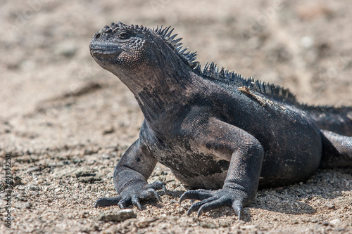 iguana  endemic reptile on the Galapagos Islands  Ecuador   pacific